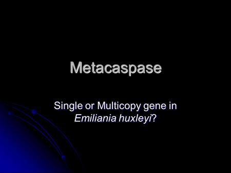 Metacaspase Single or Multicopy gene in Emiliania huxleyi?