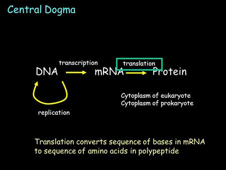 Central Dogma Cytoplasm of eukaryote Cytoplasm of prokaryote DNAmRNA Protein transcription translation replication Translation converts sequence of bases.