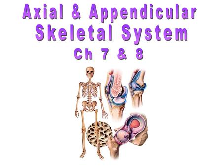 Axial & Appendicular Skeletal System Ch 7 & 8.