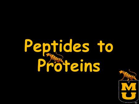 Peptides to Proteins. What are proteins? How are proteins made? How do proteins fold? Why are proteins important?