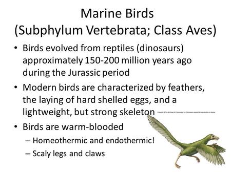 Marine Birds (Subphylum Vertebrata; Class Aves) Birds evolved from reptiles (dinosaurs) approximately 150-200 million years ago during the Jurassic period.