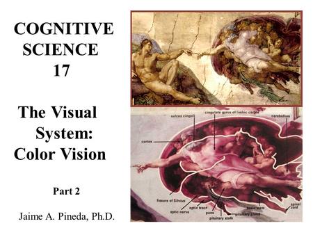 COGNITIVE SCIENCE 17 The Visual System: Color Vision Part 2 Jaime A. Pineda, Ph.D.