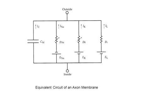 Equivalent Circuit of an Axon Membrane