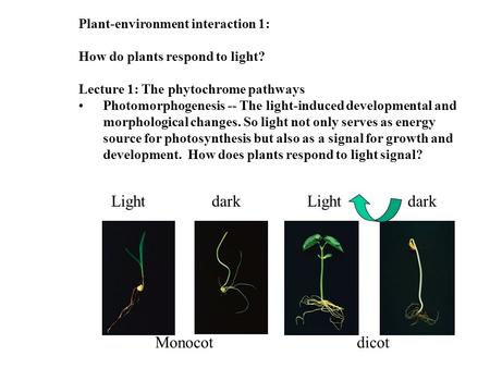 Plant-environment interaction 1: How do plants respond to light? Lecture 1: The phytochrome pathways Photomorphogenesis -- The light-induced developmental.