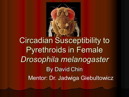 Circadian Susceptibility to Pyrethroids in Female Drosophila melanogaster By David Chin Mentor: Dr. Jadwiga Giebultowicz.