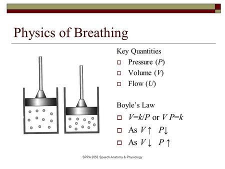 SPPA 2050 Speech Anatomy & Physiology Physics of Breathing Key Quantities  Pressure (P)  Volume (V)  Flow (U) Boyle’s Law  V=k/P or V P=k  As V ↑