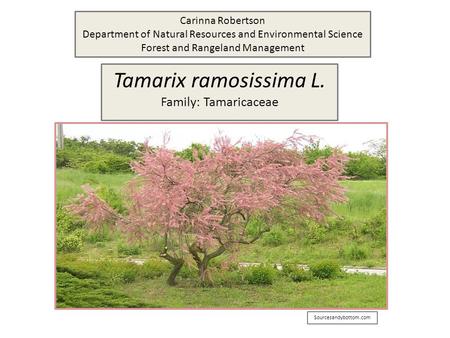 Tamarix ramosissima L. Family: Tamaricaceae Sourcesandybottom.com Carinna Robertson Department of Natural Resources and Environmental Science Forest and.
