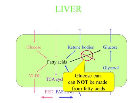 LIVER Glucose can can NOT be made from fatty acids Glucose