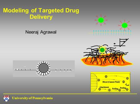 University of Pennsylvania Modeling of Targeted Drug Delivery Neeraj Agrawal.