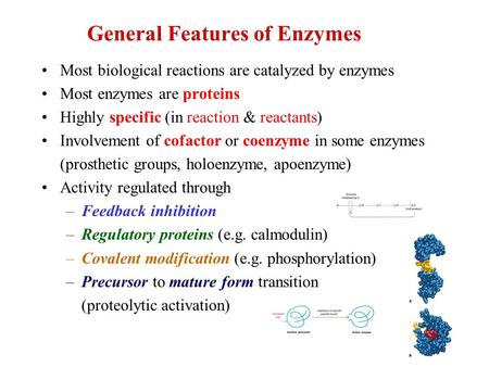 General Features of Enzymes Most biological reactions are catalyzed by enzymes Most enzymes are proteins Highly specific (in reaction & reactants) Involvement.