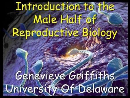 Introduction to the Male Half of Reproductive Biology Genevieve Griffiths University Of Delaware.