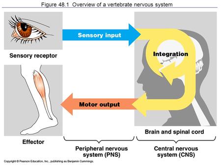 Figure 48.1 Overview of a vertebrate nervous system.