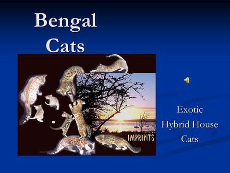 Bengal Cats Exotic Hybrid House Cats How Bengals Are Created Bengals are the product of a domestic housecat bred with an Asian Leopard Cat +