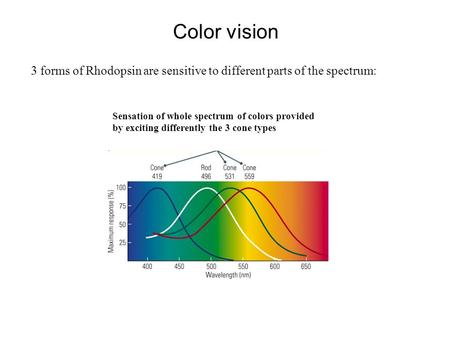 Color vision 3 forms of Rhodopsin are sensitive to different parts of the spectrum: Sensation of whole spectrum of colors provided by exciting differently.