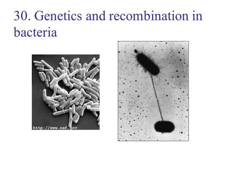 30. Genetics and recombination in bacteria. Lecture Outline 11/16/05 Replication in bacteria Types of recombination in bacteria –Transduction by phage.