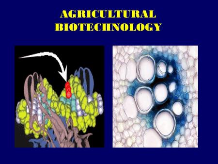 AGRICULTURAL BIOTECHNOLOGY. Biotechnology: A collection of technologies.