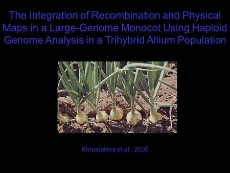 The Integration of Recombination and Physical Maps in a Large-Genome Monocot Using Haploid Genome Analysis in a Trihybrid Allium Population Khrustaleva.