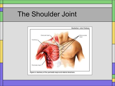 The Shoulder Joint.