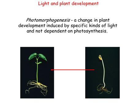 Light and plant development