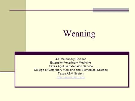 Weaning 4-H Veterinary Science Extension Veterinary Medicine Texas AgriLife Extension Service College of Veterinary Medicine and Biomedical Science Texas.