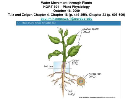 Water Movement through Plants HORT 301 – Plant Physiology October 16, 2009 Taiz and Zeiger, Chapter 4, Chapter 18 (p. 449-455), Chapter 23 (p. 603-609)
