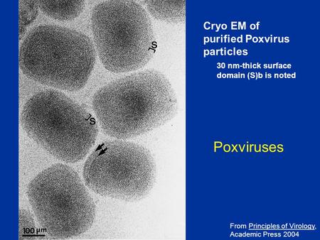 From Principles of Virology, Academic Press 2004 Cryo EM of purified Poxvirus particles 30 nm-thick surface domain (S)b is noted Poxviruses.