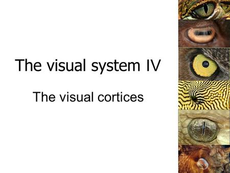 The visual system IV The visual cortices. The primary visual pathway From perret-optic.ch.