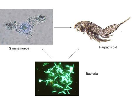 Bacteria Harpacticoid Gymnamoeba. Trophic Relationships among Bacteria, Gymnamoebae (Protozoans) and Harpacticoids in the Sediments of Otsego Lake Paul.