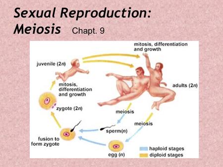 Sexual Reproduction: Meiosis Chapt. 9. Plants too…Reproduce Sexually.