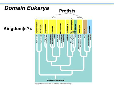 Domain Eukarya Kingdom(s?): Protists Themes in the Evolution of Protists n Larger Cell Size Larger cells make possible the evolution of diverse structures.