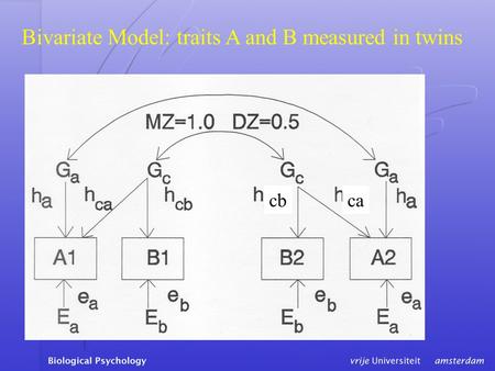 Bivariate Model: traits A and B measured in twins cbca.