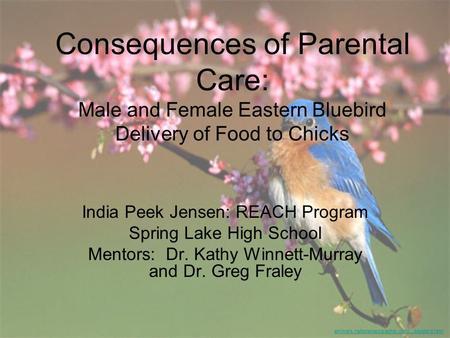 Consequences of Parental Care: Male and Female Eastern Bluebird Delivery of Food to Chicks India Peek Jensen: REACH Program Spring Lake High School Mentors: