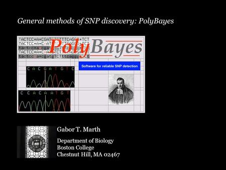 General methods of SNP discovery: PolyBayes Gabor T. Marth Department of Biology Boston College Chestnut Hill, MA 02467.