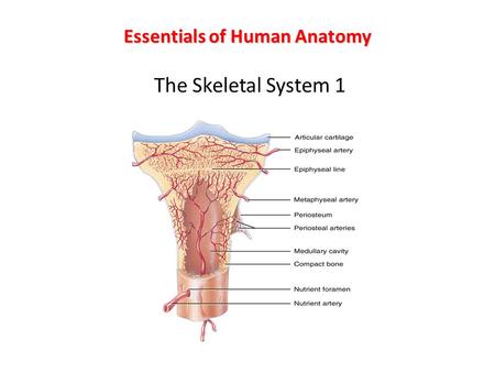 Essentials of Human Anatomy The Skeletal System 1