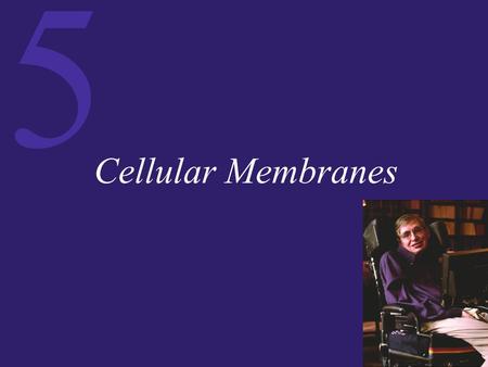5 Cellular Membranes. 5 Membrane Composition and Structure Cell membranes are bilayered, dynamic structures that:  Perform vital physiological roles.