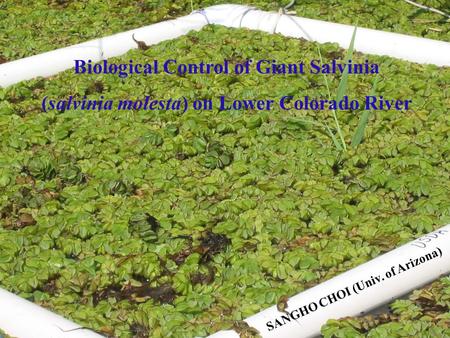 Biological Control of Giant Salvinia (salvinia molesta) on Lower Colorado River SANGHO CHOI (Univ. of Arizona)