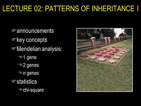 LECTURE 02: PATTERNS OF INHERITANCE I Fannouncements Fkey concepts FMendelian analysis: E1 gene E2 genes E n genes Fstatistics Echi-square.