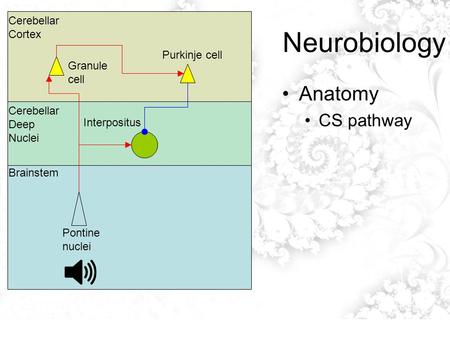 Neurobiology Anatomy CS pathway Cerebellar Cortex Cerebellar Deep Nuclei Brainstem Pontine nuclei Interpositus Granule cell Purkinje cell.