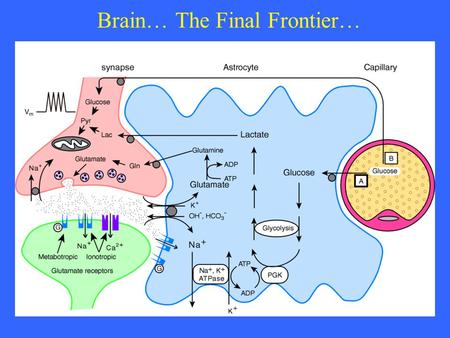 Brain… The Final Frontier…. Lets go on a “Fantastic Voyage” Blood Flow Metabolism Permeability Receptor Binding Gene Expression Neurotransmission Transmitter.