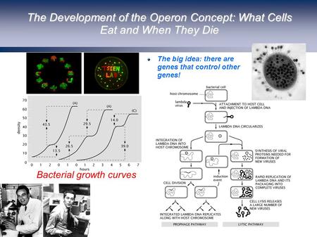 The Development of the Operon Concept: What Cells Eat and When They Die (Berman et al.) The big idea: there are genes that control other genes! Bacterial.