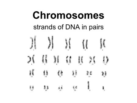 Chromosomes strands of DNA in pairs.