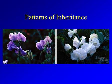 Patterns of Inheritance. Historical Roots Ancient greeks –Hippocrates Pangenesis –Aristotle Potential for features, not actual particles of features themselves.