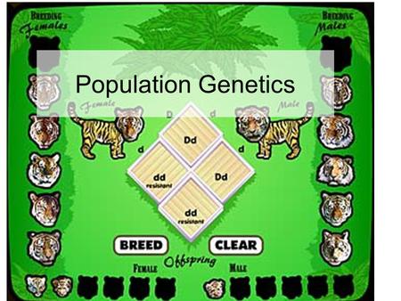 Population Genetics.