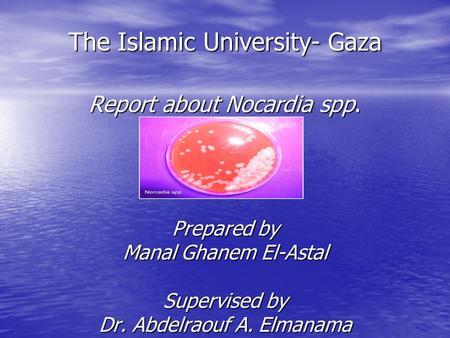 The Islamic University- Gaza Report about Nocardia spp. Prepared by Manal Ghanem El-Astal Supervised by Dr. Abdelraouf A. Elmanama.