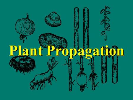 Plant Propagation.