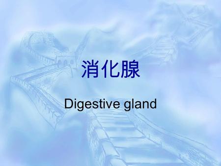 消化腺 Digestive gland.