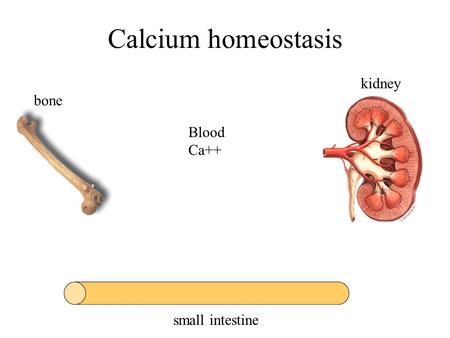 Bone Calcium homeostasis Blood Ca++ small intestine kidney.