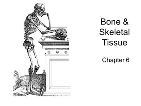 Bone & Skeletal Tissue Chapter 6.