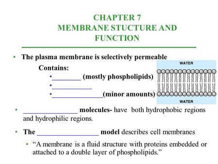 CHAPTER 7 MEMBRANE STUCTURE AND FUNCTION The plasma membrane is selectively permeable Contains: ________ (mostly phospholipids) ___________ ______________(minor.