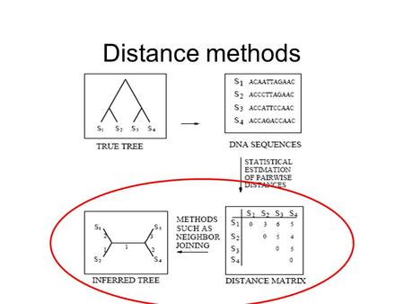 Distance methods. UPGMA: similar to hierarchical clustering but not additive Neighbor-joining: more sophisticated and additive What is additivity?